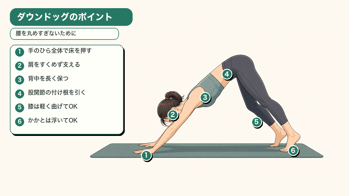ダウンドッグで腰を丸めすぎないためのポイント。手のひら全体で床を押す、肩をすくめず支える、背中を長く保つ、股関節の付け根を引く、膝は軽く曲げる、かかとは浮いてもよい。